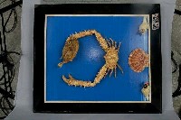 藏品(強壯菱蟹)的圖片